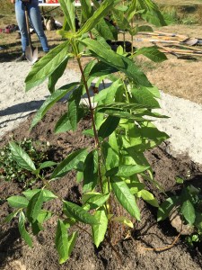 BlackTwinberryIMG_6742