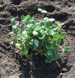 CoastalStrawberryIMG_6730