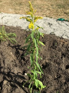 GoldenrodIMG_6738