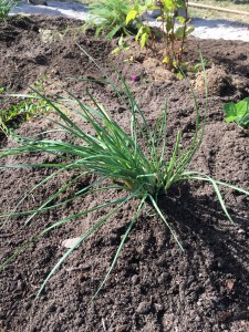 NoddingOnionIMG_6752